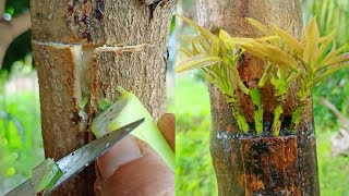 Effects Bananas on Mango Trees, Multiple Grafts of Mango Trees | Natural Banana Rooting Hormone