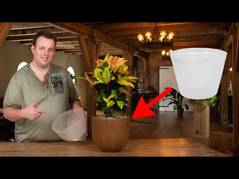 Video: Potted Schefflera -siirtoopas – vinkkejä Schefflera-kasvin uudelleenistutukseen