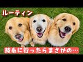 【術後散歩】抜糸に行ったらまさかの…