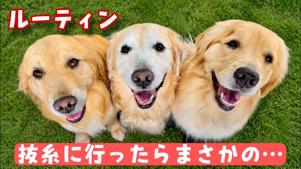 【術後散歩】抜糸に行ったらまさかの…