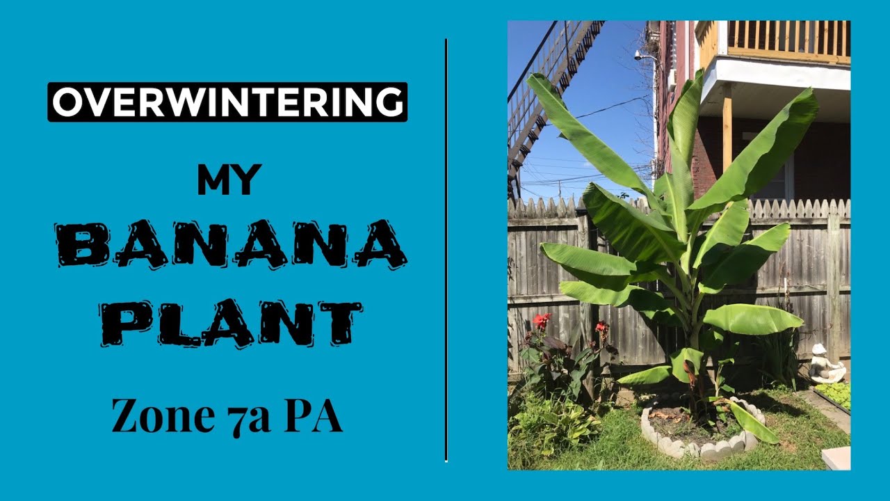 Overwintering My Banana Plant in PA, Zone 7A YouTube
