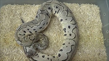 2015 VPI Axanthic Pastel Clown Ball Python Updated