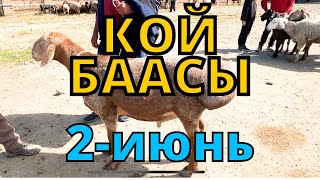 Каракол мал базар Койлор баасы 2-июнь 2024 // Жарнама 0705630330