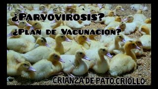 ¿Por qué se enferman mis patos?