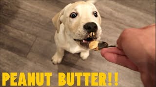 LABRADOR PUPPY TRIES PEANUT BUTTER FOR THE FIRST TIME!!