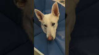The Furry Friends of Livewell Animal Hospital | Part 14