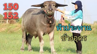 เปิดราคาควายงาม อนาคตพ่อพันธุ์ควายยักษ์ ทายาทฟ้าประทาน ทายาทช้างอุดร กระดูกใหญ่โครงสร้างดี