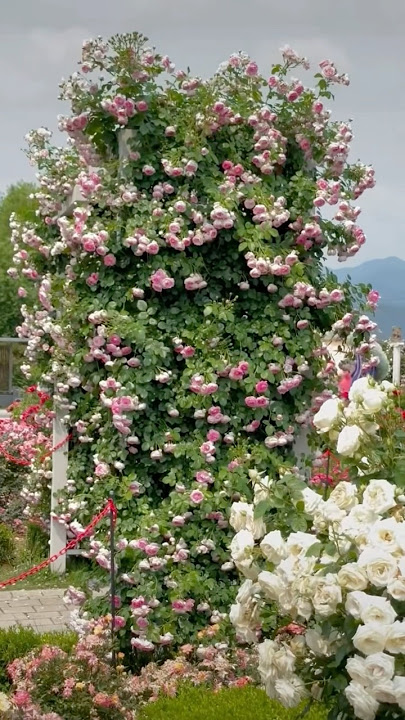 The beauty of rose flowers garden (24/8)