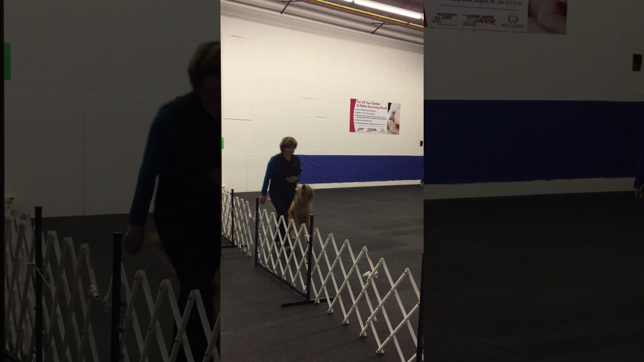 Swerve Novice B Regina