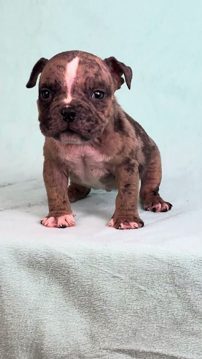 Brindle Merle boy #microbully #americanbully #fyp #merle #puppy #doglover #puppylife #puppydog