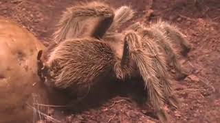 Tarantula Spinning A Web