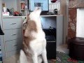 HUSKY HOWLING