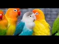 Sonidos, Ruidos y Cantos de Agapornis 1 Hora Lovebirds