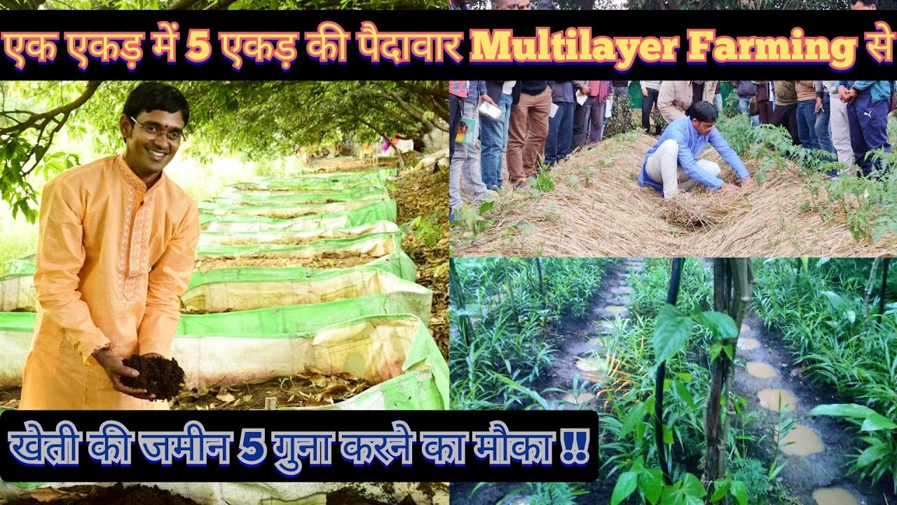 Multilayer Farming Model || एक एकड़ में 5 एकड़ की पैदावार || खेती की जमीन 5 गुना करे || Hello Kisaan