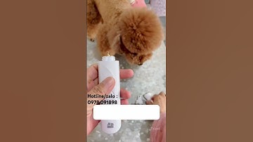 Tông đơ đa năng 4in1 #pet #cat #dog #ticipet #tongdo #tongdo4in1 #tongdothucung #phukienchomeo