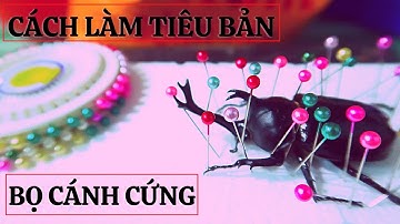 CÁCH MÌNH LÀM TIÊU BẢN BỌ CÁNH CỨNG