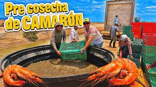 Pre-Cosecha DE CAMARÓN en acuícola Los Pitones 