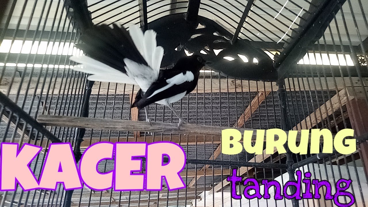 BURUNG KACER Kicau 