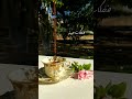 قلو عينو مش فجأة بيتنسو فيروز زياد الرحباني ستوريات فيروز محمود درويش 