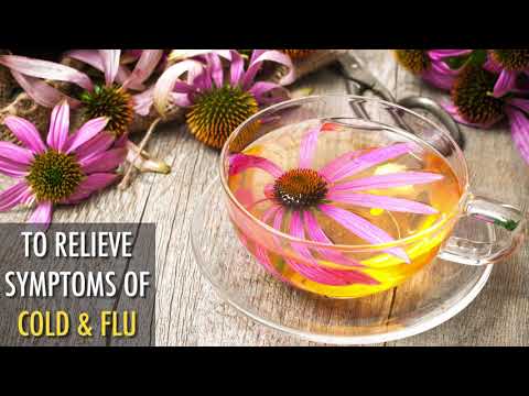 How to Grow Echinacea
