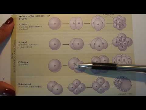 Vídeo: Diferença Entre Clivagem Radial E Espiral