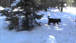 Lavender American Alsatian Puppy by DireWolf Dogs of Vallecito, LLC 669 views 11 years ago 3 minutes, 1 second