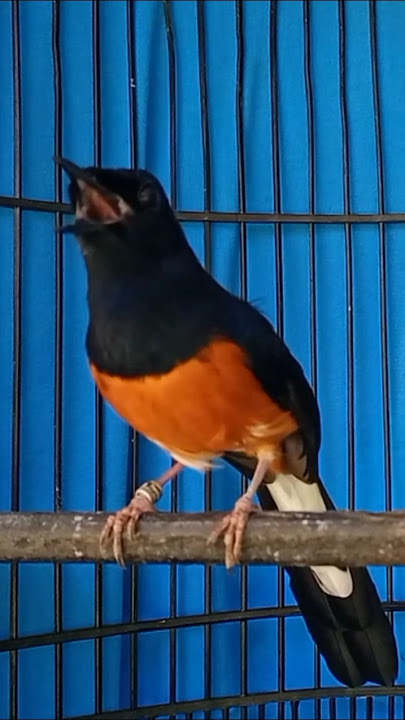 SUARA BURUNG MURAI MEMANCING BUNYI MURAI NGELOWO
