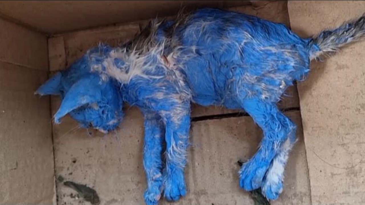Kitten Got Sprayed Blue For Fun Like A Toy Then Discard Like Trash | She  Shook In Fear In The Rain.