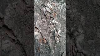 #Short video #wild insect #jimcorbettwildlifeandnatureview #kabutarandekabdetehain #funnypets
