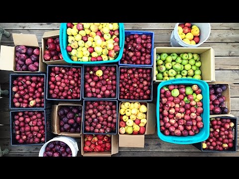 How to Make Apple Cider | The Process