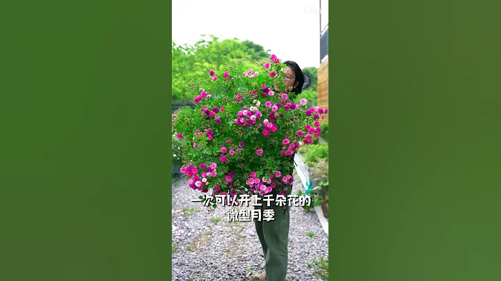 能开上千朵花的微月——甜蜜马车 - 天天要闻