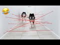 My Huskies Attempt Impossible Laser Maze!