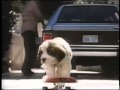 Dolly Parton - The Day I Fell in Love (Official Music Video)