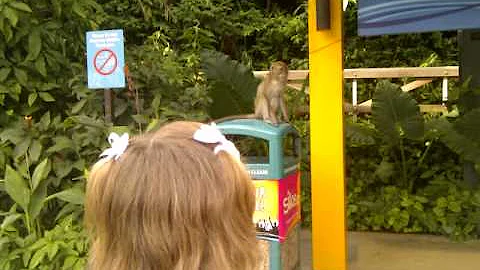 Kids and monkeys part 2