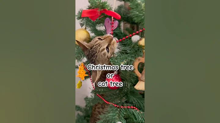 Wait for it! He thinks I put up the Christmas tree just for him ☺️#catshorts #funnycat #catslover