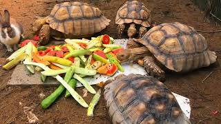 A Peaceful Day - Watch a Tortoise and Rabbit Share Their Meal! | Cuteness Overload