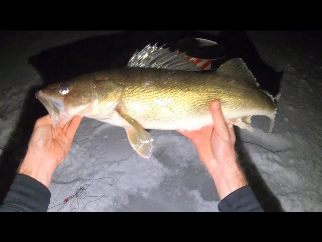 WINTER WALLEYETROLLING CRANKBAITS IN A RIVER SYSTEM! 