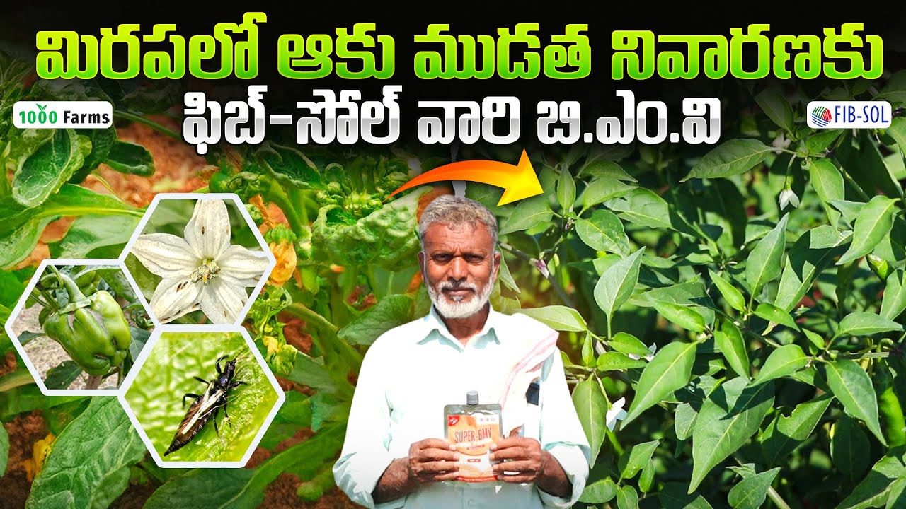 మిరపలో నల్ల తామరపురుగు నివారణకు B.M.V   