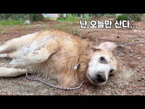 오늘만 사는 리트리버한테 참교육 당하고 멘탈 털린 이유… thumbnail