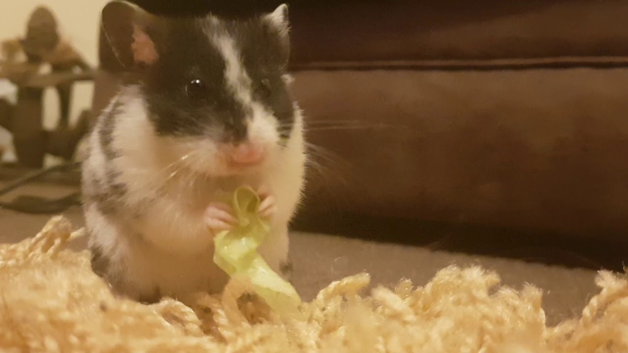 The lettuce muncher YouTube