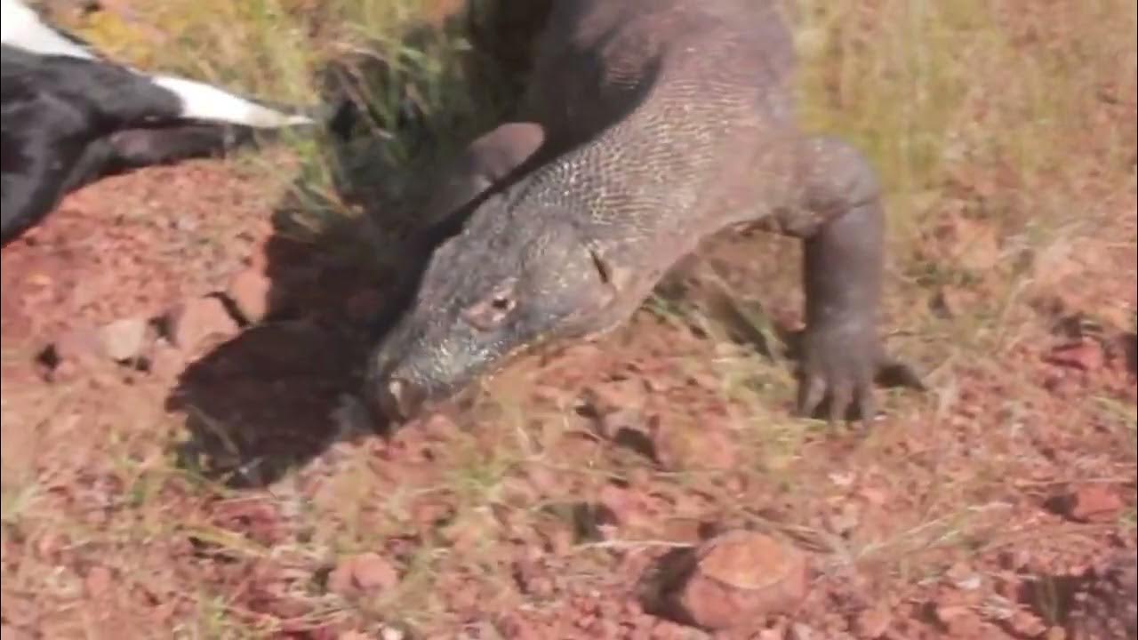 Komodo dragon predation コモドドラゴン捕食 科莫多巨蜥捕食 - YouTube