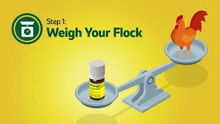 How To Dose Safe-Guard AquaSol for Chickens