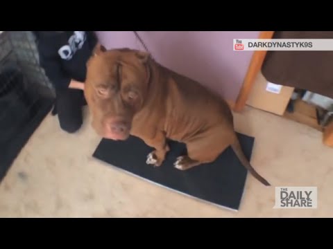 Meet Hulk, The World's Largest Pitbull