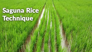 Saguna Rice Technique