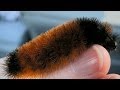 CUTEST WOOLLY WORMS!