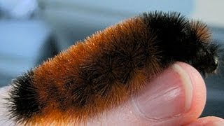 CUTEST WOOLLY WORMS!
