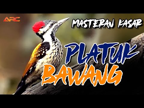 Pelatuk bawang gacor super panjang/Masteran burung pelatuk/Pecinta masteran burung indonesia channel