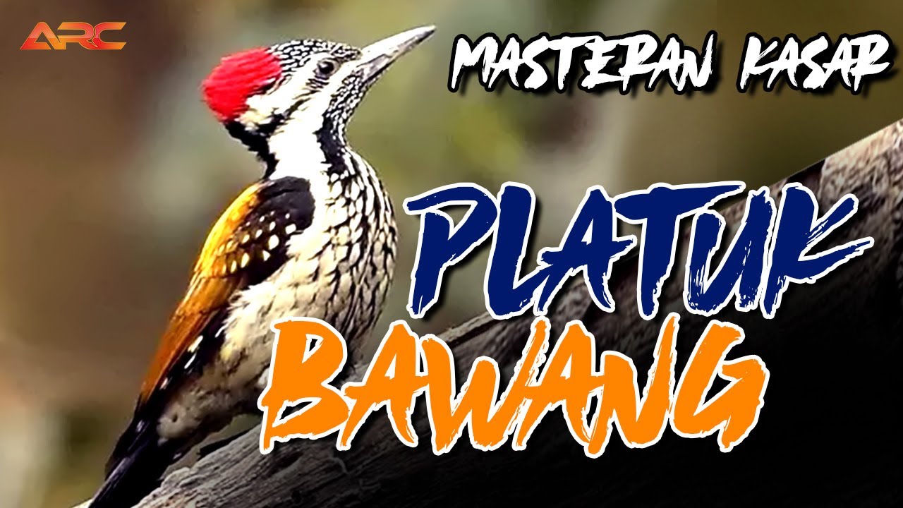 PLATUK BAWANG GACOR | MASTERAN TEMBAKAN PALING DI CARI | SUPER KASAR SUPER TAJEM