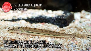 Acantopsis dialuzona. The HORSEFACE Loach who loves to burry itself. (Leopard Aquatic H012A)