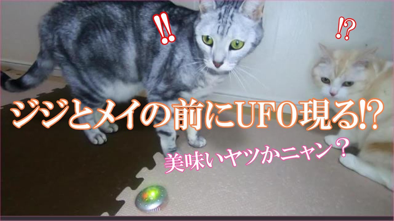 かわいい猫 ジジとメイの前にufo現る Youtube